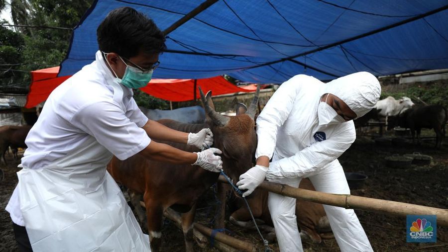 Dinas Ketahanan Pangan Kota Tangerang dengan menggunakan pakaian alat pelindung diri melakukan pengecekan kesehatan sapi yang berasal dari Bima, Nusa Tenggara Barat (NTB) di area Kecamatan Cipondoh, Tangerang, Banten, Rabu (15/6/2022). (CNBC Indonesia/ Tri Susilo)
