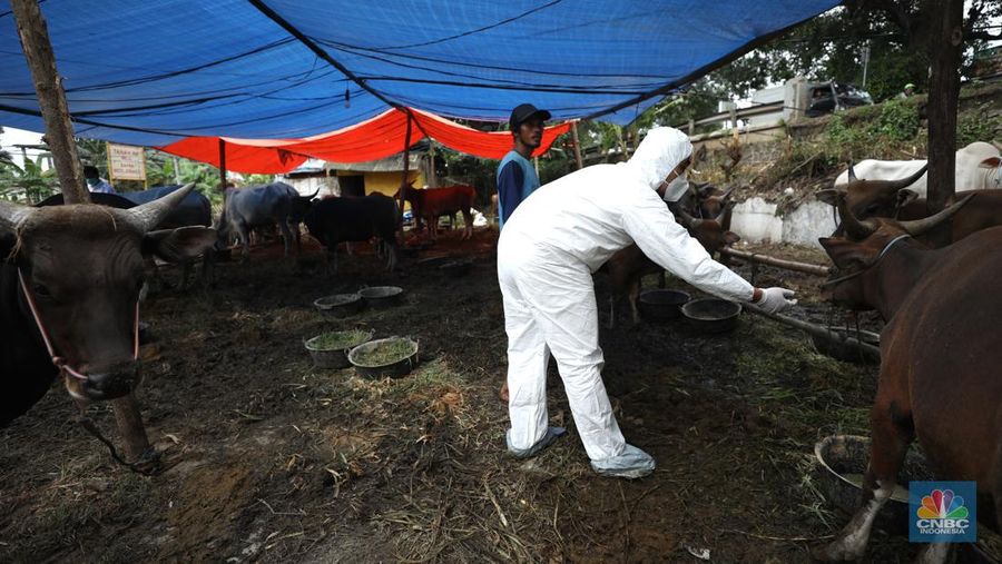 Dinas Ketahanan Pangan Kota Tangerang dengan menggunakan pakaian alat pelindung diri melakukan pengecekan kesehatan sapi yang berasal dari Bima, Nusa Tenggara Barat (NTB) di area Kecamatan Cipondoh, Tangerang, Banten, Rabu (15/6/2022). (CNBC Indonesia/ Tri Susilo)
