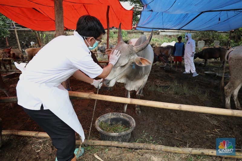 Pemeriksaan PMK Hewan Kurban Dinas Ketahanan Pangan Kota Tangerang dengan menggunakan pakaian alat pelindung diri melakukan pengecekan kesehatan sapi yang berasal dari Bima, Nusa Tenggara Barat (NTB) di area Kecamatan Cipondoh, Tangerang, Banten, Rabu (15/6/2022). (CNBC Indonesia/ Tri Susilo)