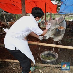 Meluas! Lebih 300 Ribu Ekor Ternak Sakit Terinfeksi PMK