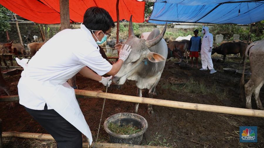 Dinas Ketahanan Pangan Kota Tangerang dengan menggunakan pakaian alat pelindung diri melakukan pengecekan kesehatan sapi yang berasal dari Bima, Nusa Tenggara Barat (NTB) di area Kecamatan Cipondoh, Tangerang, Banten, Rabu (15/6/2022). (CNBC Indonesia/ Tri Susilo)