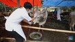 Wabah Makin Liar, 2.000 Ekor Lebih Ternak Mati Terinfeksi PMK
