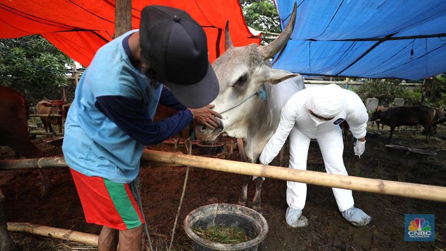 Dinas Ketahanan Pangan Kota Tangerang dengan menggunakan pakaian alat pelindung diri melakukan pengecekan kesehatan sapi yang berasal dari Bima, Nusa Tenggara Barat (NTB) di area Kecamatan Cipondoh, Tangerang, Banten, Rabu (15/6/2022). (CNBC Indonesia/ Tri Susilo)