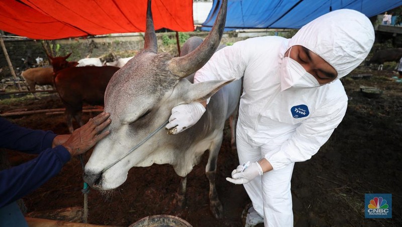 Dinas Ketahanan Pangan Kota Tangerang dengan menggunakan pakaian alat pelindung diri melakukan pengecekan kesehatan sapi yang berasal dari Bima, Nusa Tenggara Barat (NTB) di area Kecamatan Cipondoh, Tangerang, Banten, Rabu (15/6/2022). (CNBC Indonesia/ Tri Susilo)