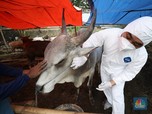 Ribuan Ternak Sudah Ditangkap dan Dimusnahkan Gara-Gara PMK