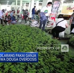 Remaja Thailand Dilarang Pakai Ganja