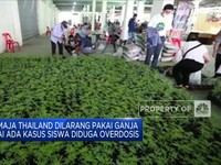Remaja Thailand Dilarang Pakai Ganja
