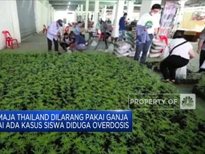 Remaja Thailand Dilarang Pakai Ganja