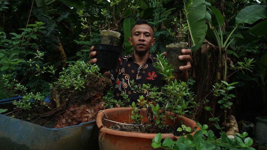 kayu setigi, dewandaru, dan kalimasada khas Karimun Jawa (CNBC Indonesia/Muhammad Sabki)