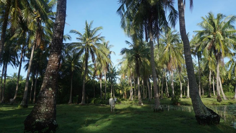 Wisata Karimun Jawa, Exploring Indonesia (CNBC Indonesia/Muhamad Sabki)