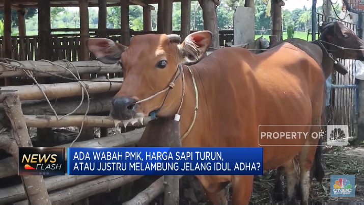 Ada PMK & Jelang Idul Adha, Harga Sapi Melambung? Ada PMK & Jelang Idul Adha, Harga Sapi Melambung?