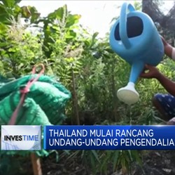 Thailand Mulai Panik Warga Banyak Mabuk Ganja