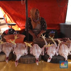 Harga Daging Ayam Melonjak ke Level Tertinggi 3 Bulan