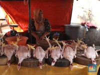 Harga Daging Ayam Melonjak ke Level Tertinggi 3 Bulan