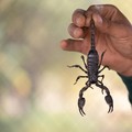 Baru Tahu! Racun Kalajengking Ternyata Cairan Paling Mahal