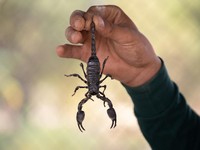 Racun Kalajengking Tembus Rp500 M, Cairan Termahal di Dunia