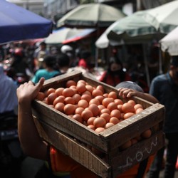 Harga Telur Naik Tertinggi Sepanjang Sejarah, Ini Penyebabnya
