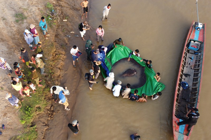 Ikan Pari Raksasa Tim ilmuwan dan peneliti Kamboja dan Amerika, bersama dengan pejabat Administrasi Perikanan bersiap untuk melepaskan ikan pari air tawar raksasa kembali ke Sungai Mekong di provinsi timur laut Stung Treng , Kamboja.(Chhut Chheana/Wonders of the Mekong via AP)
