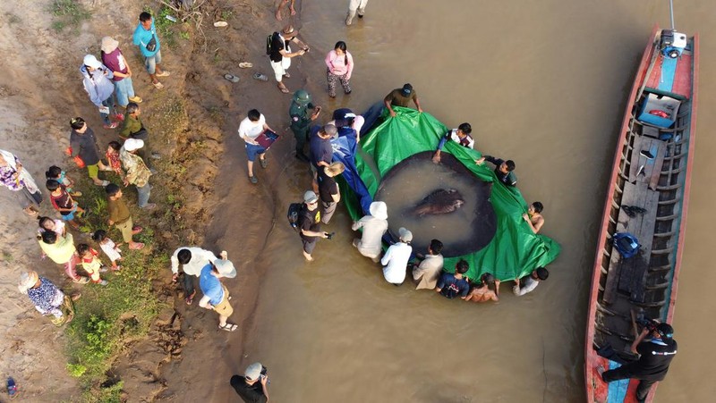 Tim ilmuwan dan peneliti Kamboja dan Amerika, bersama dengan pejabat Administrasi Perikanan bersiap untuk melepaskan ikan pari air tawar raksasa kembali ke Sungai Mekong di provinsi timur laut Stung Treng , Kamboja.(Chhut Chheana/Wonders of the Mekong via AP)