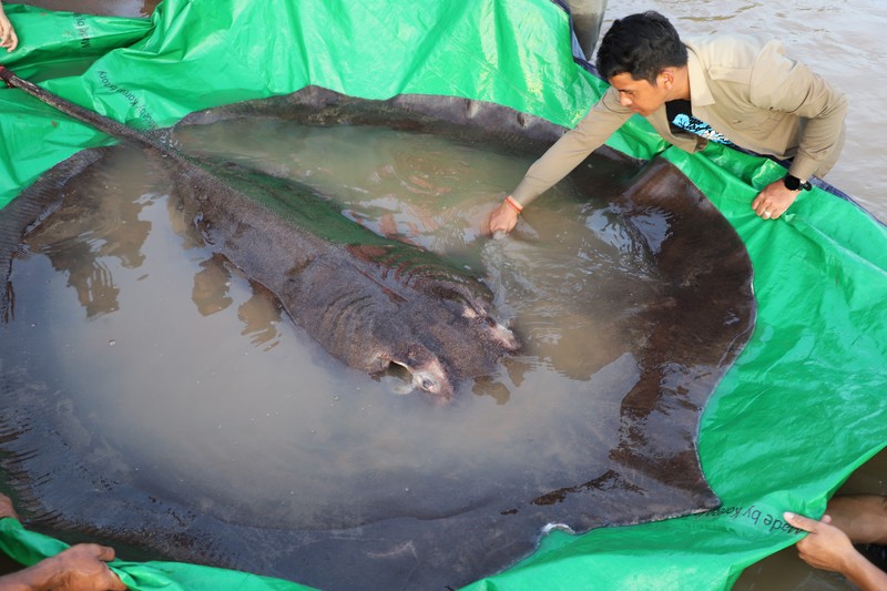 Ikan Pari Raksasa Tim ilmuwan dan peneliti Kamboja dan Amerika, bersama dengan pejabat Administrasi Perikanan bersiap untuk melepaskan ikan pari air tawar raksasa kembali ke Sungai Mekong di provinsi timur laut Stung Treng , Kamboja.(Chhut Chheana/Wonders of the Mekong via AP)