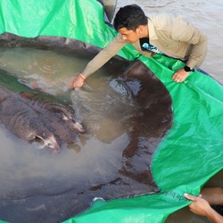 Ini 11 Ikan Air Tawar Terbesar di Dunia, Ada Tembus 1,5 Ton