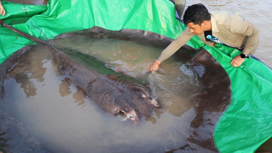 Tim ilmuwan dan peneliti Kamboja dan Amerika, bersama dengan pejabat Administrasi Perikanan bersiap untuk melepaskan ikan pari air tawar raksasa kembali ke Sungai Mekong di provinsi timur laut Stung Treng , Kamboja.(Chhut Chheana/Wonders of the Mekong via AP)