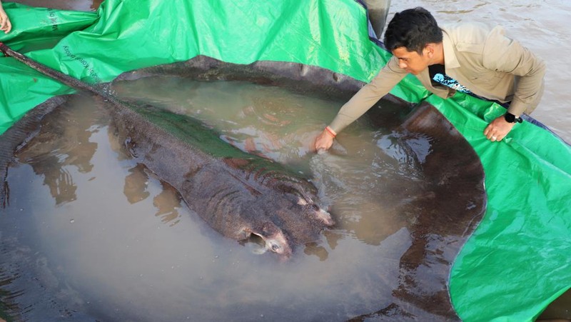 Tim ilmuwan dan peneliti Kamboja dan Amerika, bersama dengan pejabat Administrasi Perikanan bersiap untuk melepaskan ikan pari air tawar raksasa kembali ke Sungai Mekong di provinsi timur laut Stung Treng , Kamboja.(Chhut Chheana/Wonders of the Mekong via AP)