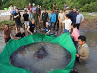 Buset! Tetangga RI Tangkap Ikan Air Tawar Terbesar Sejagat