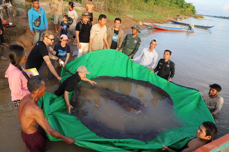 Ikan Pari Raksasa Tim ilmuwan dan peneliti Kamboja dan Amerika, bersama dengan pejabat Administrasi Perikanan bersiap untuk melepaskan ikan pari air tawar raksasa kembali ke Sungai Mekong di provinsi timur laut Stung Treng , Kamboja.(Chhut Chheana/Wonders of the Mekong via AP)