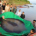 Bernilai Triliunan, Harta Karun Monster RI Terus Diburu