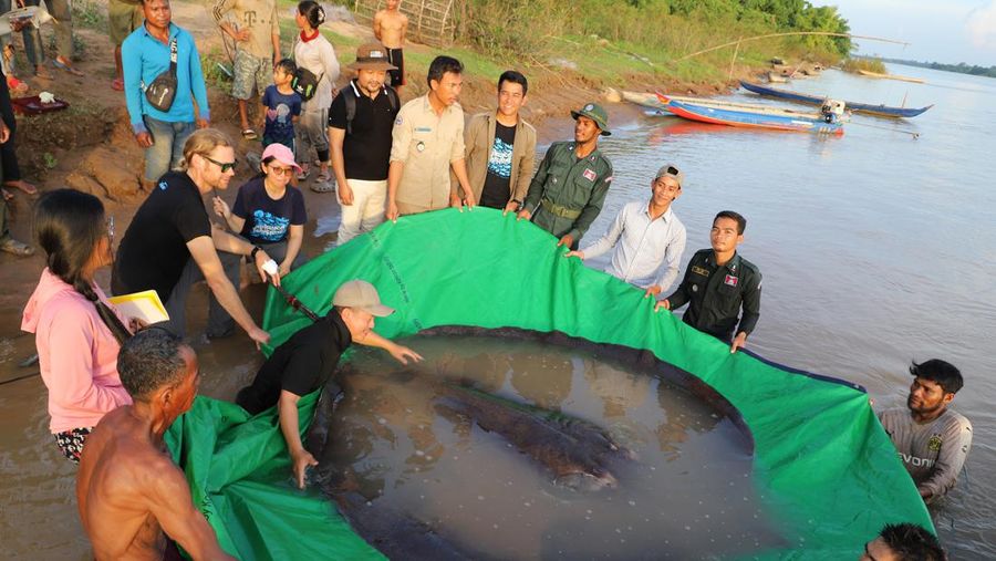Tim ilmuwan dan peneliti Kamboja dan Amerika, bersama dengan pejabat Administrasi Perikanan bersiap untuk melepaskan ikan pari air tawar raksasa kembali ke Sungai Mekong di provinsi timur laut Stung Treng , Kamboja.(Chhut Chheana/Wonders of the Mekong via AP)