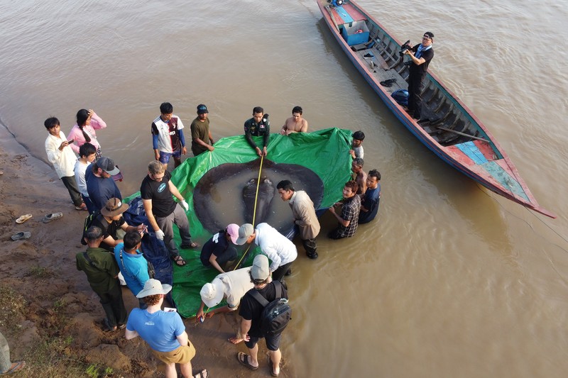 Ikan Pari Raksasa Tim ilmuwan dan peneliti Kamboja dan Amerika, bersama dengan pejabat Administrasi Perikanan bersiap untuk melepaskan ikan pari air tawar raksasa kembali ke Sungai Mekong di provinsi timur laut Stung Treng , Kamboja.(Chhut Chheana/Wonders of the Mekong via AP)
