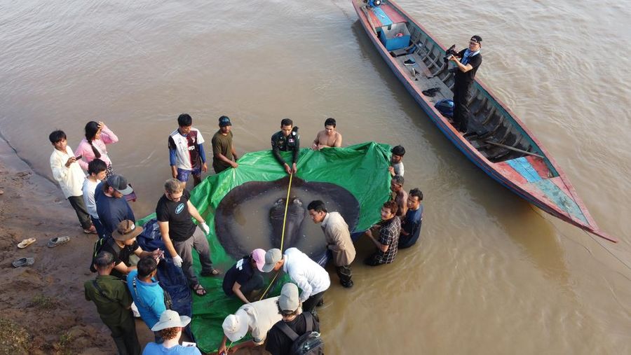 Tim ilmuwan dan peneliti Kamboja dan Amerika, bersama dengan pejabat Administrasi Perikanan bersiap untuk melepaskan ikan pari air tawar raksasa kembali ke Sungai Mekong di provinsi timur laut Stung Treng , Kamboja.(Chhut Chheana/Wonders of the Mekong via AP)
