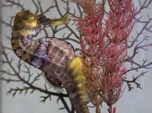 10 Contoh Hewan Ovovivipar: Pengertian, Ciri-ciri, Cara Berkembang Biak
