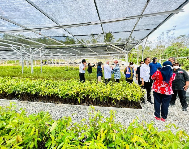 Presiden Joko Widodo mengawali kunjungan kerjanya ke Provinsi Kalimantan Timur dengan meninjau Persemaian Mentawir di Kabupaten Penajam Paser Utara, Rabu, 22 Juni 2022. Presiden Joko Widodo mengawali kunjungan kerjanya ke Provinsi Kalimantan Timur dengan meninjau Persemaian Mentawir di Kabupaten Penajam Paser Utara, Rabu, 22 Juni 2022.