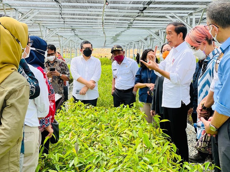 Presiden Joko Widodo mengawali kunjungan kerjanya ke Provinsi Kalimantan Timur dengan meninjau Persemaian Mentawir di Kabupaten Penajam Paser Utara, Rabu, 22 Juni 2022.