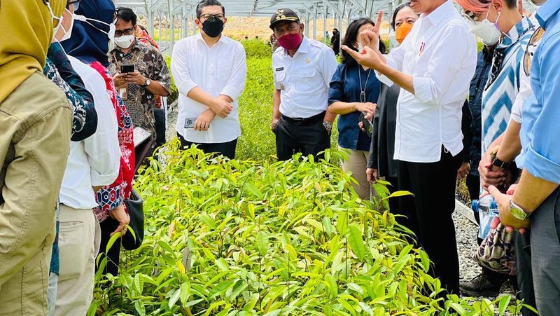 Presiden Joko Widodo mengawali kunjungan kerjanya ke Provinsi Kalimantan Timur dengan meninjau Persemaian Mentawir di Kabupaten Penajam Paser Utara, Rabu, 22 Juni 2022.