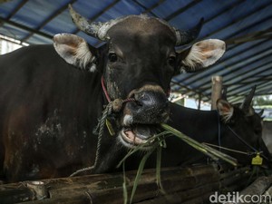 Harga Sapi dan Kambing di Bali untuk Kurban Idul Adha 2024, Cek di Sini