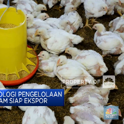Peternakan Ayam Siap Ekspor, Intip Sistem Teknologinya!