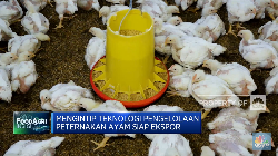 Peternakan Ayam Siap Ekspor, Intip Sistem Teknologinya!
