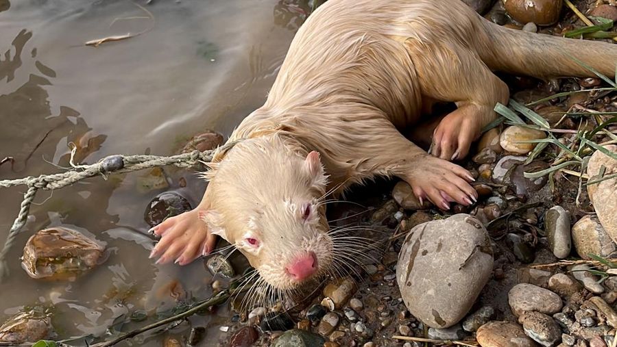 A rare albino Eurasian Otter is pictured after being found by a fisherman in Iraq's Tigris River, in the Balad District, Iraq June 16, 2022. Picture taken June 16, 2022.  Media Office of Iraqi Green Climate Organisation/Handout via REUTERS ATTENTION EDITORS - THIS IMAGE WAS PROVIDED BY A THIRD PARTY. MANDATORY CREDIT