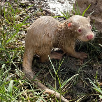 Jangan Kaget! Hewan Albino Ini Ditawar Rp 1 Miliar