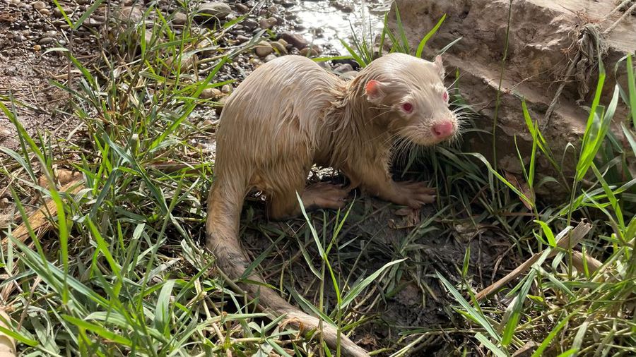 A rare albino Eurasian Otter is pictured after being found by a fisherman in Iraq's Tigris River, in the Balad District, Iraq June 16, 2022. Picture taken June 16, 2022.  Media Office of Iraqi Green Climate Organisation/Handout via REUTERS ATTENTION EDITORS - THIS IMAGE WAS PROVIDED BY A THIRD PARTY. MANDATORY CREDIT