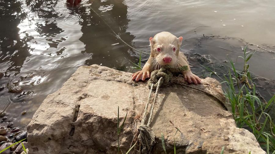 A rare albino Eurasian Otter is pictured after being found by a fisherman in Iraq's Tigris River, in the Balad District, Iraq June 16, 2022. Picture taken June 16, 2022.  Media Office of Iraqi Green Climate Organisation/Handout via REUTERS ATTENTION EDITORS - THIS IMAGE WAS PROVIDED BY A THIRD PARTY. MANDATORY CREDIT