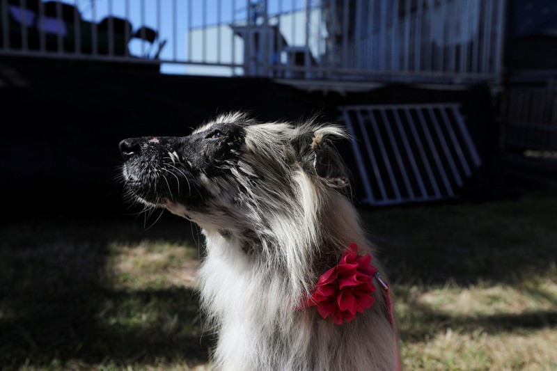 Ugly Dog Contest Contestants and their handlers line the stage at the World's Ugliest Dog competition, Friday, June 24, 2022, in Petaluma, Calif. (AP Photo/D. Ross Cameron)