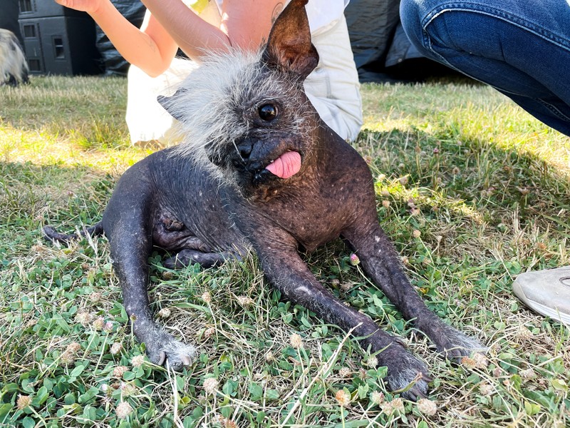 Ugly Dog Contest Contestants and their handlers line the stage at the World's Ugliest Dog competition, Friday, June 24, 2022, in Petaluma, Calif. (AP Photo/D. Ross Cameron)