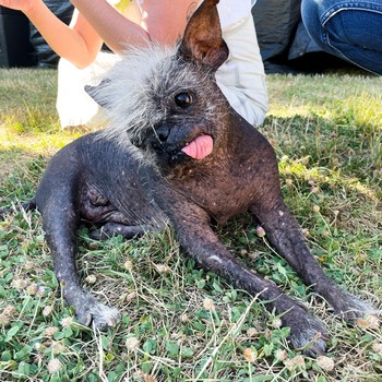 Cek Pemenang Kontes Anjing Terjelek Dunia, Ini Penampakannya