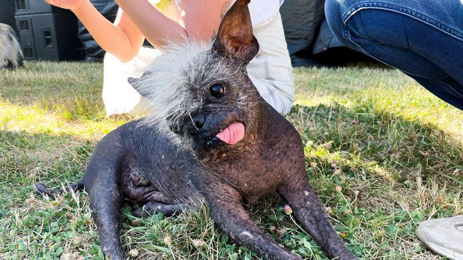 Contestants and their handlers line the stage at the World's Ugliest Dog competition, Friday, June 24, 2022, in Petaluma, Calif. (AP Photo/D. Ross Cameron)