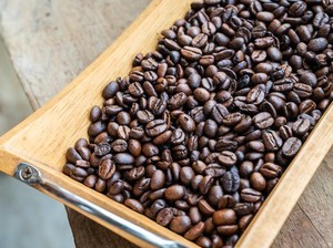 Rahasia di Balik Rasa Lembut Kopi Black Ivory, Ternyata Bakteri di Perut Gajah Asia