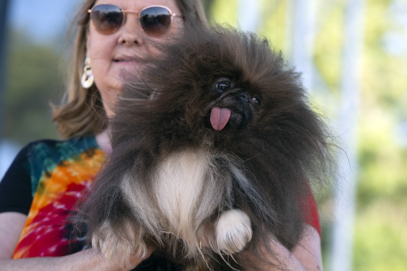 Contestants and their handlers line the stage at the World's Ugliest Dog competition, Friday, June 24, 2022, in Petaluma, Calif. (AP Photo/D. Ross Cameron)